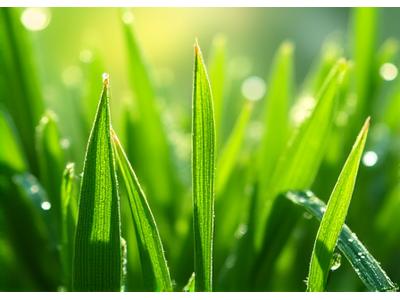 露に濡れた緑の葉や草むら